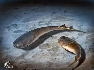 Illustration of Ordovician Sacabambaspis