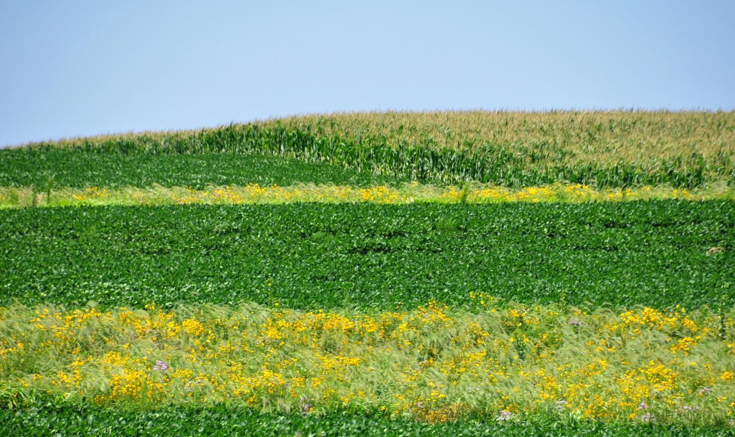 Prairie Strips