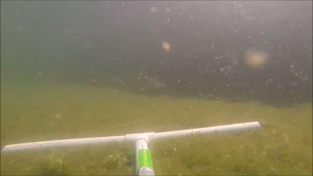 Swimming Performance of Hammerheads