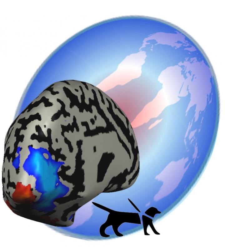 fMRI Imaging Map Shows Primary Visual Cortex of Congenitally Blind Brain