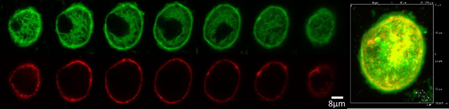 How Waves of Calcium Permit Platelets to Bind to Their Partners (2 of 3)