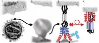 HIV Envelope Protein Infects Host Cell