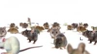 MouseAge: Photographic Aging Clock in Mice (3 of 3)