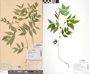 Changes over 80 years in blooming, setting seeds