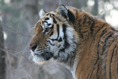 Siberian Tiger