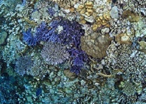 Gene Sequences and Symbiosis