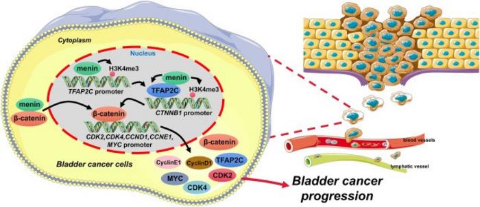 Schematic diagram of the possible mechanism underlying the regulatory effect of menin on the TFAP2C/β-catenin signaling axis in bladder cancer cells.