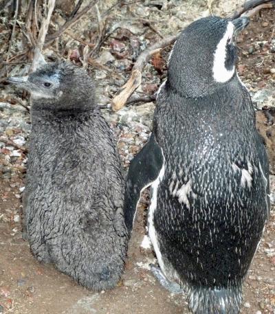 Wet Chick with Adult