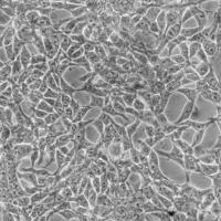Image of Live Cells from a Smartphone
