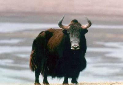 Yak Cheese
