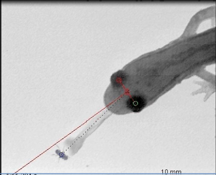 Salamander Capturing A Fly