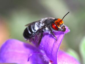 Megachile aufrions