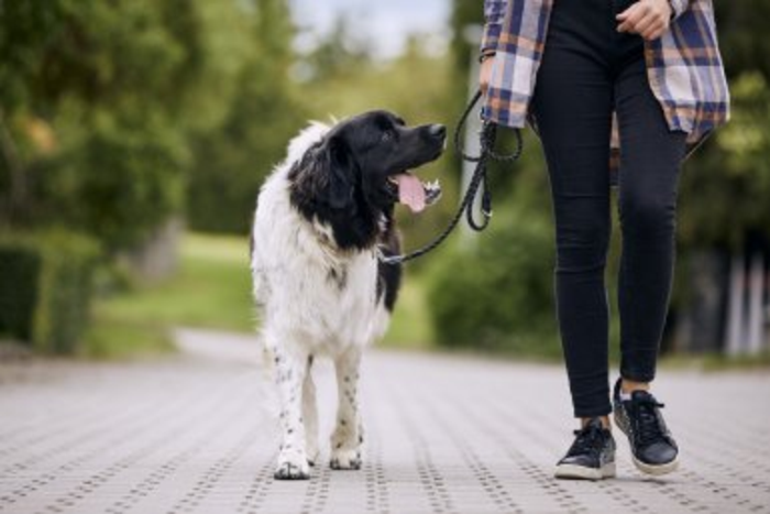 Service dogs change lives of veterans with PTSD for the better