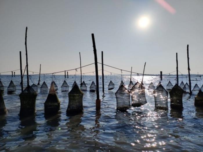 Oyster lanterns in lagoon.