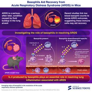 Basophils aid recovery from acute respiratory distress syndrome (ARDS) in mice