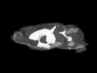 3-D MRM of Male MDD Mouse Brain