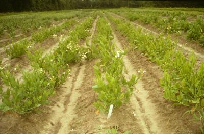 Tobacco Growing in a Field