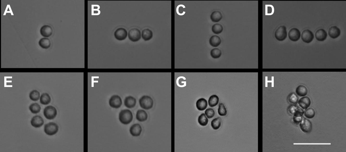 Cell Positions