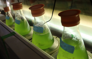 Microscopic Algae.