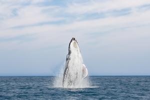 Arabian humpback whale surfacing