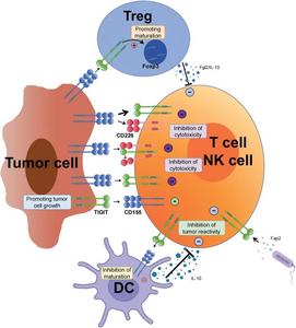 Cellular Regulatory Mechanisms and Immunosuppressive Functions of TIGIT in the Tumor Microenvironment