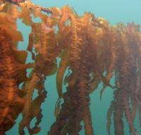 Brown Algae