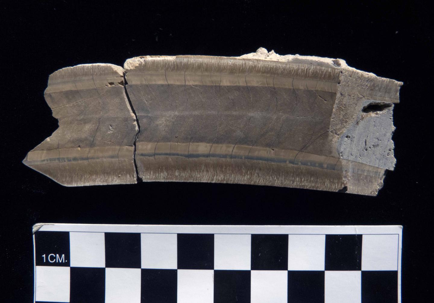 The Tooth of The First Fossilized Giant Ground Sloth from Belize Exposes its World (3 of 9)
