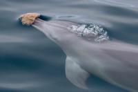 Bottlenose Dolphin