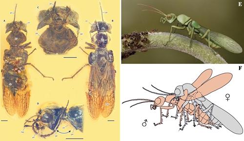 †<i>Caputoraptor elegans</i> Bai, Beutel et Wipfler gen. et sp. nov.  A-D