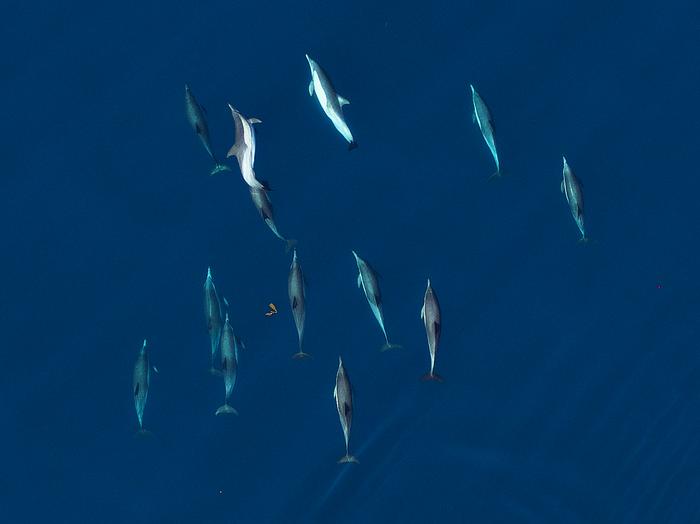 Dolphins school