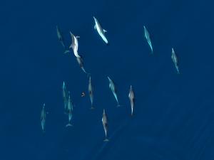 Dolphins school