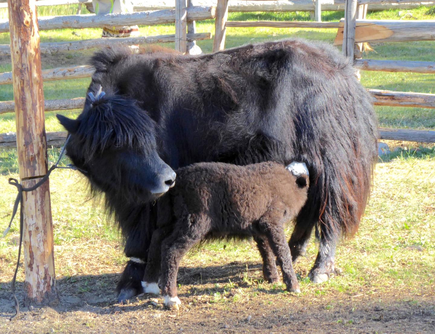 Mother and Calf