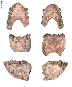 The mandible of Stirtonia victoriae.