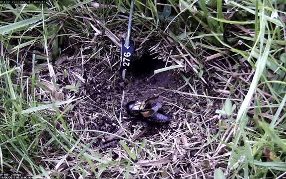 Field Crickets Mating
