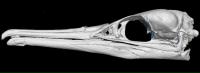 CT Scan of Albatross Brain