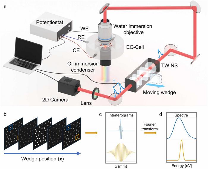Schematic of the wide-field Fourier transform hyperspectral imaging system integrated with an electrochemical cell.