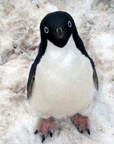 Adelie Penguin