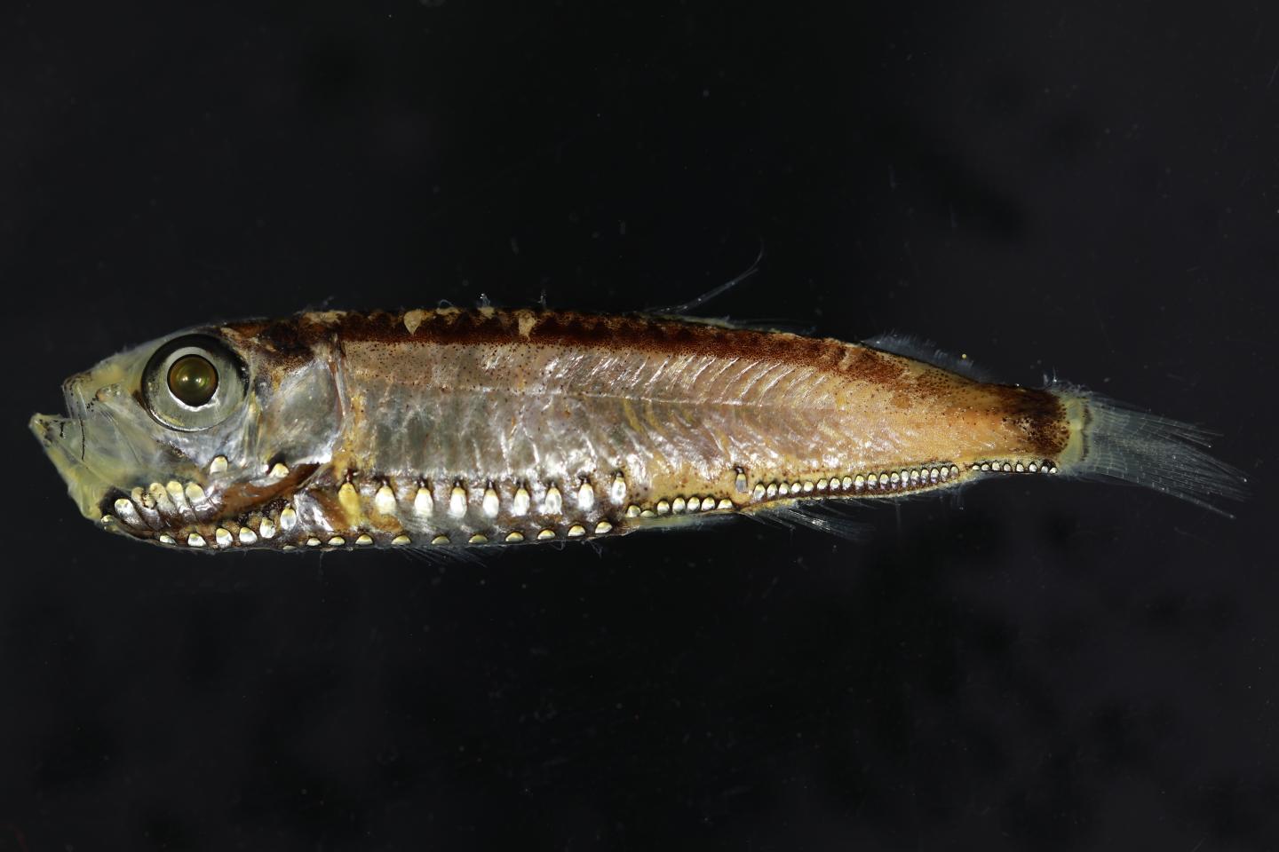 Surprise: How a Type of Deep-sea Fish Evolved Optimized Vision (3 of 5)