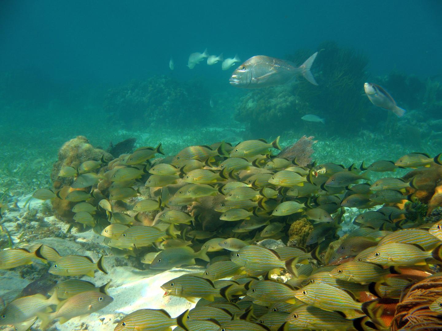 Fish 