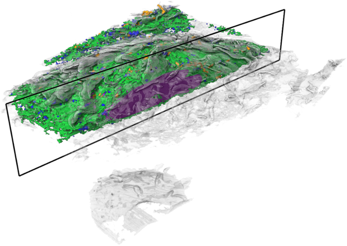 Mapping organelles