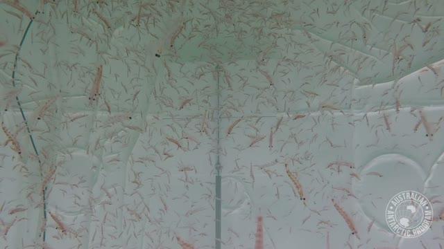 Krill in an Acid Ocean