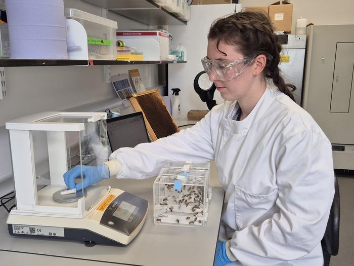 Jennifer Chennells weighing honeybee dietary choice tubes, Oxford Bee Lab. Credit: Caroline Wood