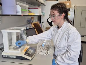 Jennifer Chennells weighing honeybee dietary choice tubes, Oxford Bee Lab. Credit: Caroline Wood