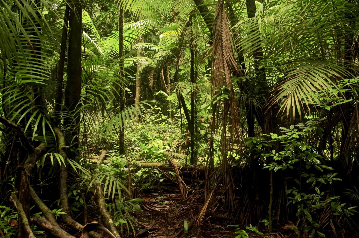 Life after Logging