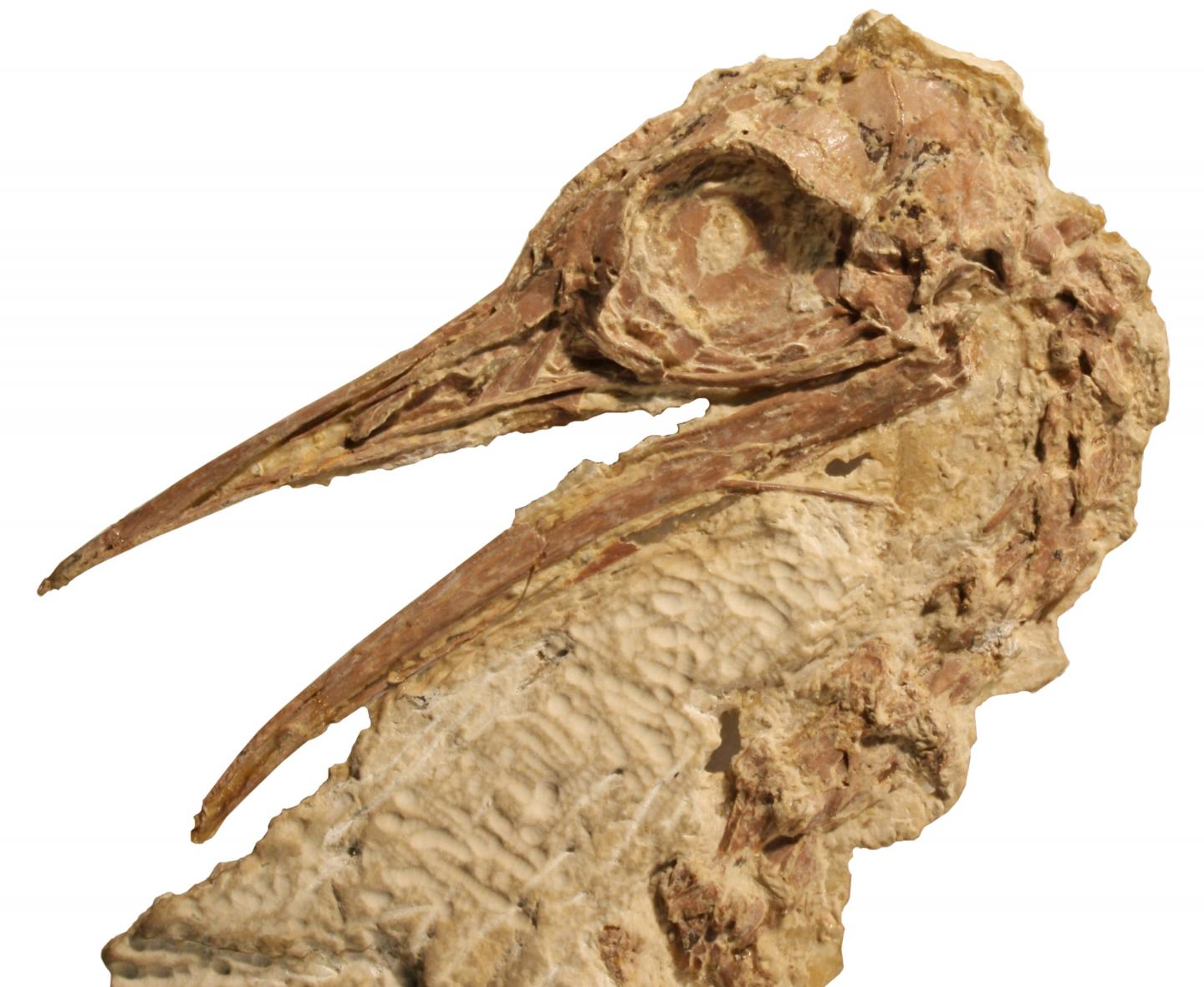 Ostrich Relative