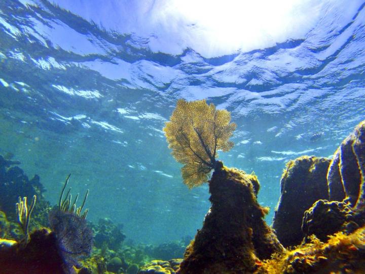 Ocean Warming