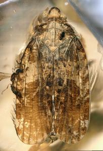 An amber fossil of a Neazoniid planthopper.