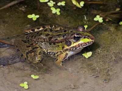 Frogs Have Developed Rapid Defenses against the Red Swamp Crayfish