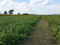 Interseeding
