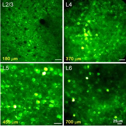 V1 Neurons